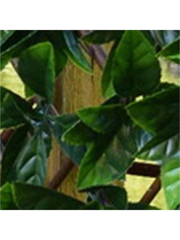 buy autumn hedging trellis 1m x 2m 5f17d250c6c08