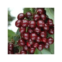 buy compact sweet cherry bush porthos 3l potted plant 5f17d5a074013