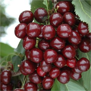 buy compact sweet cherry bush porthos 3l potted plant 5f17d5a522e7c