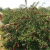 buy compact sweet cherry bush porthos 3l potted plant 5f17d5a60d1dc