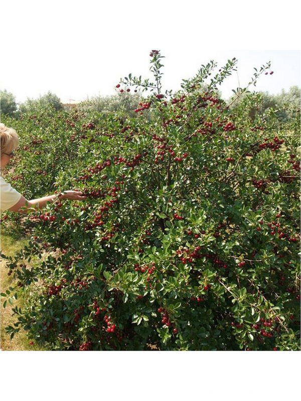buy compact sweet cherry bush porthos 3l potted plant 5f17d5a60d1dc
