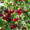 buy compact sweet cherry bush porthos 3l potted plant 5f17d5a6ac0e6