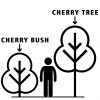 buy compact sweet cherry bush porthos 3l potted plant 5f17d5a7ac2fd