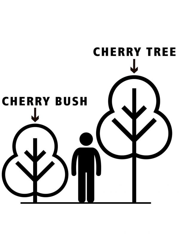 buy compact sweet cherry bush porthos 3l potted plant 5f17d5a7ac2fd