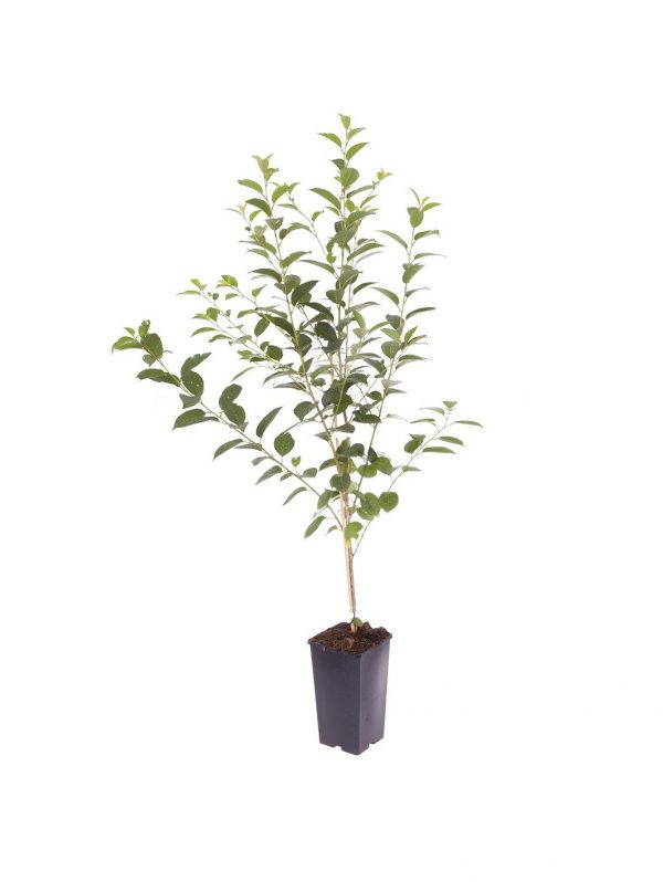 buy compact sweet cherry bush porthos 3l potted plant 5f17d5a8a4a6e