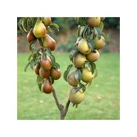 buy duo pear tree 2 varieites on 1 tree 3l pot 1m tall 5f17d56496662