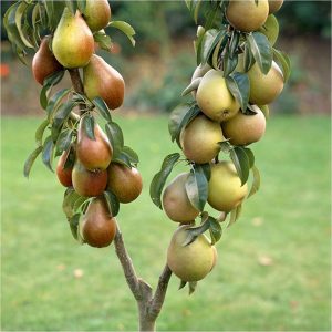 buy duo pear tree 2 varieites on 1 tree 3l pot 1m tall 5f17d5675add7