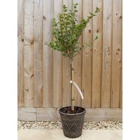 buy dwarf lilac standard 1m tall 3l pot 5f17d4176048b
