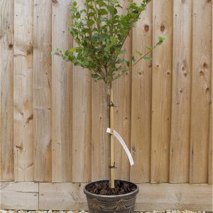 buy dwarf lilac standard 1m tall 3l pot 5f17d41b4194f