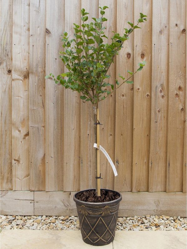buy dwarf lilac standard 1m tall 3l pot 5f17d41b4194f