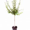 buy dwarf lilac standard 1m tall 3l pot 5f17d41c5c8a5