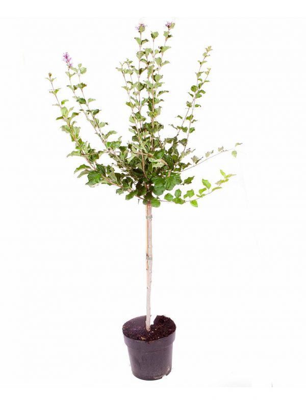 buy dwarf lilac standard 1m tall 3l pot 5f17d41c5c8a5