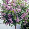 buy dwarf lilac standard 1m tall 3l pot 5f17d420d55af