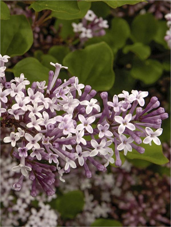 buy dwarf lilac standard 1m tall 3l pot 5f17d4269da6d