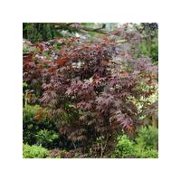 buy hardy acers collection 3x 10 5cm 5f17d53e2b648