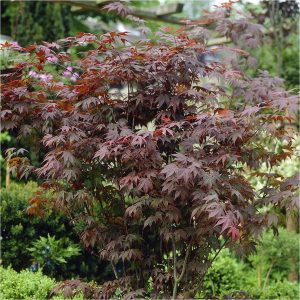 buy hardy acers collection 3x 10 5cm 5f17d54300e19