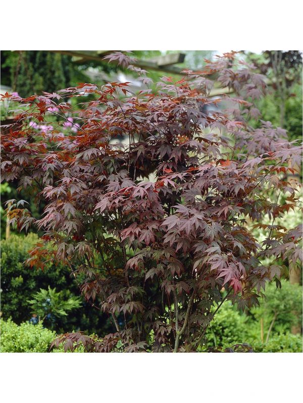 buy hardy acers collection 3x 10 5cm 5f17d54300e19