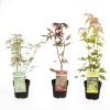buy hardy acers collection 3x 10 5cm 5f17d543af390