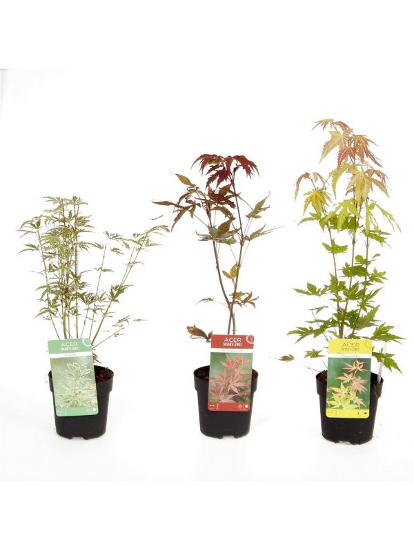 buy hardy acers collection 3x 10 5cm 5f17d543af390
