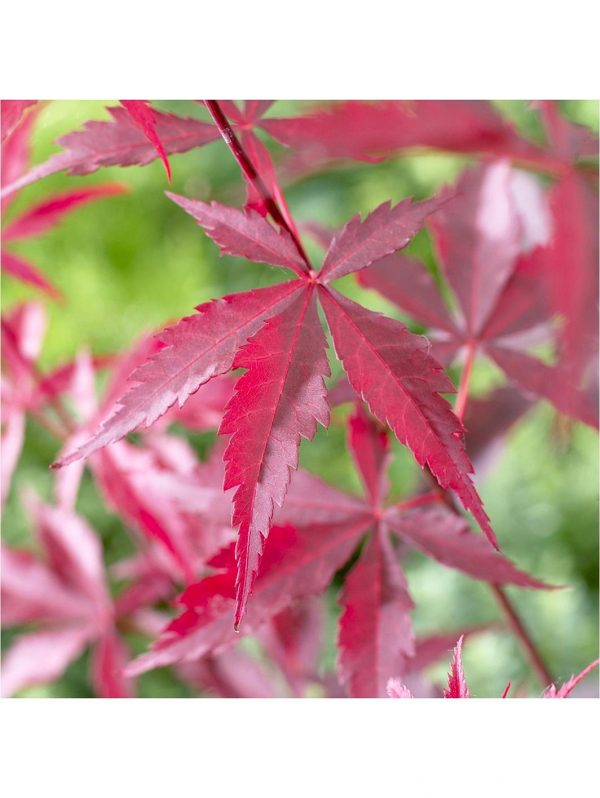 buy hardy acers collection 3x 10 5cm 5f17d5445f246