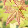 buy hardy acers collection 3x 10 5cm 5f17d544f2c37