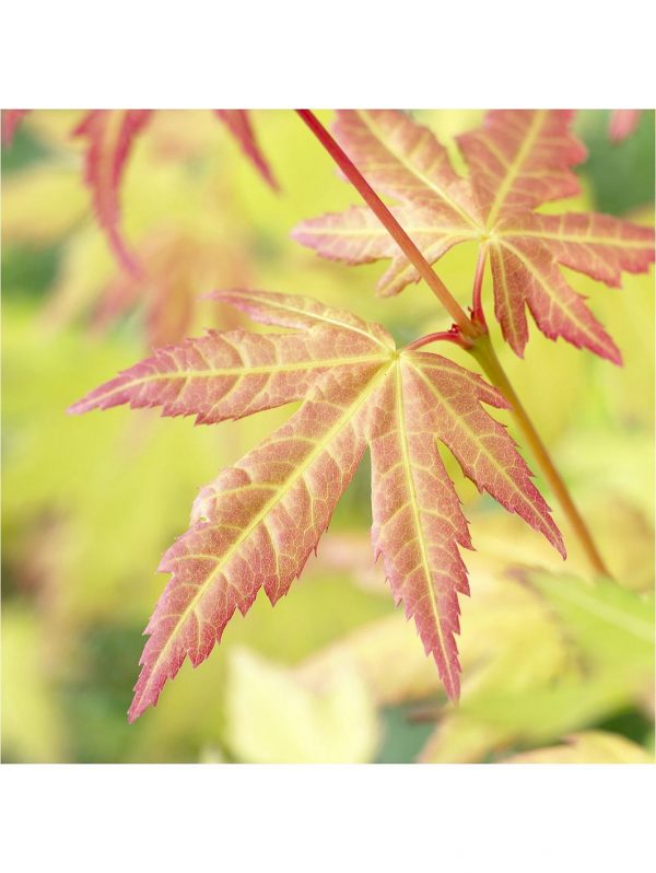 buy hardy acers collection 3x 10 5cm 5f17d544f2c37