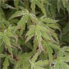 buy hardy acers collection 3x 10 5cm 5f17d545a441b