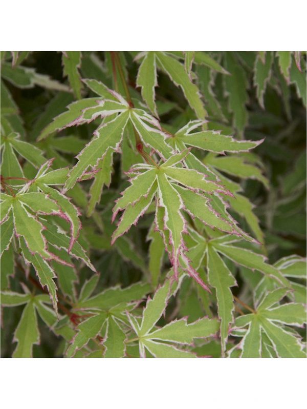 buy hardy acers collection 3x 10 5cm 5f17d545a441b