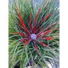 buy hardy bromeliad fasicularia bicolour 1l pot 5f17d5af69686