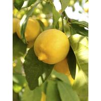 buy large lemon eureka tree 6 5l pot 5f17d57895e56