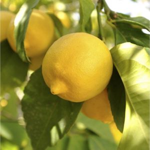buy large lemon eureka tree 6 5l pot 5f17d57e01b1f