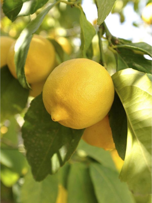 buy large lemon eureka tree 6 5l pot 5f17d57e01b1f