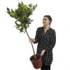 buy large lemon eureka tree 6 5l pot 5f17d57f9e662