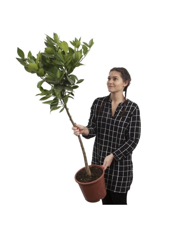 buy large lemon eureka tree 6 5l pot 5f17d57f9e662