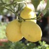 buy large lemon eureka tree 6 5l pot 5f17d5812ac4c