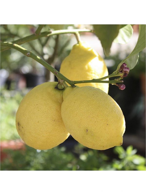 buy large lemon eureka tree 6 5l pot 5f17d5812ac4c