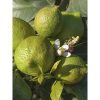 buy large lime tree in 6 5l pot 5f17d592460df