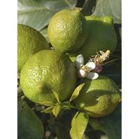 buy large lime tree in 6 5l pot 5f17d592460df