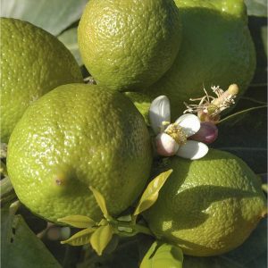 buy large lime tree in 6 5l pot 5f17d596ddd1c