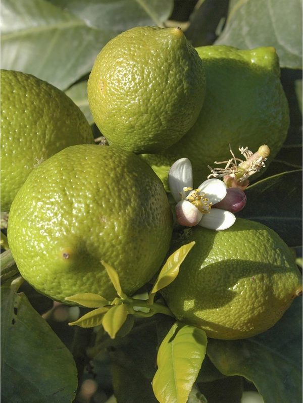 buy large lime tree in 6 5l pot 5f17d596ddd1c