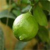 buy large lime tree in 6 5l pot 5f17d597bc028