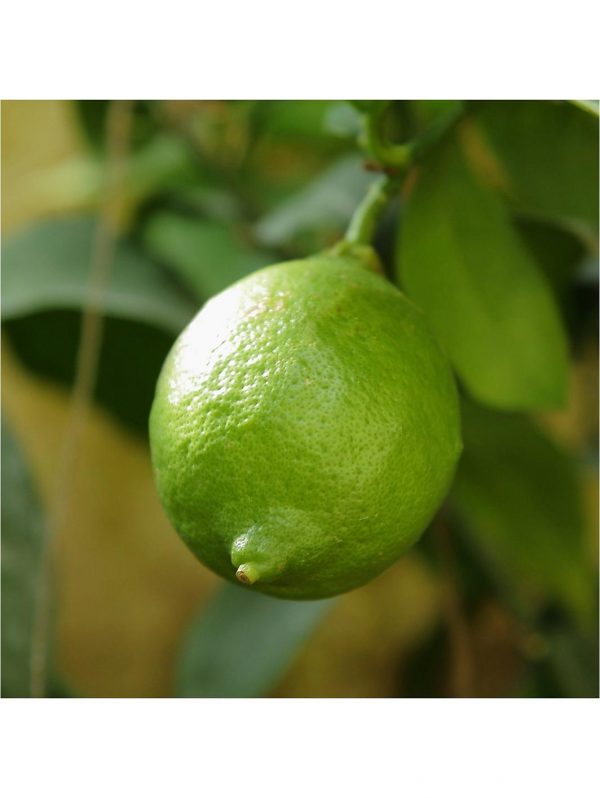buy large lime tree in 6 5l pot 5f17d597bc028