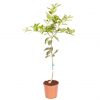 buy large lime tree in 6 5l pot 5f17d599eea18