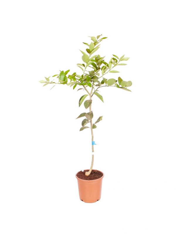 buy large lime tree in 6 5l pot 5f17d599eea18