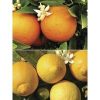 buy pair of 1m orange lemon citrus trees with citrus feed 5f17d50d30c5e