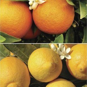 buy pair of 1m orange lemon citrus trees with citrus feed 5f17d5117635a