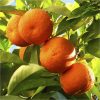 buy pair of 1m orange lemon citrus trees with citrus feed 5f17d512765d6