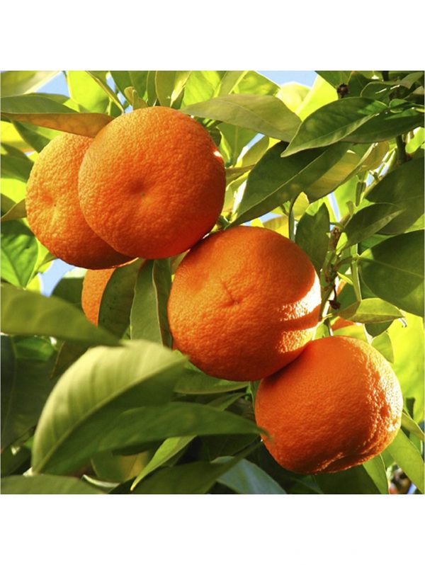 buy pair of 1m orange lemon citrus trees with citrus feed 5f17d512765d6