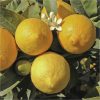 buy pair of 1m orange lemon citrus trees with citrus feed 5f17d5135a71e