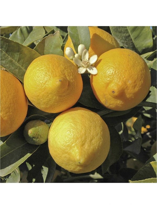 buy pair of 1m orange lemon citrus trees with citrus feed 5f17d5135a71e